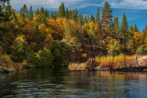 Fall Color Report, Shasta Cascades